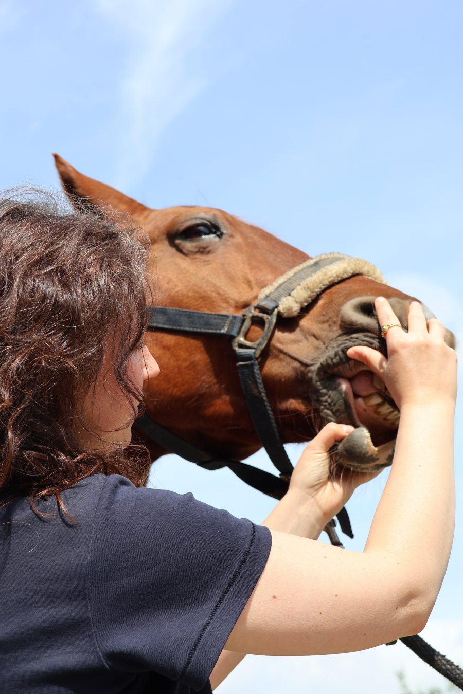 Examen bucco-dentaire d'un cheval