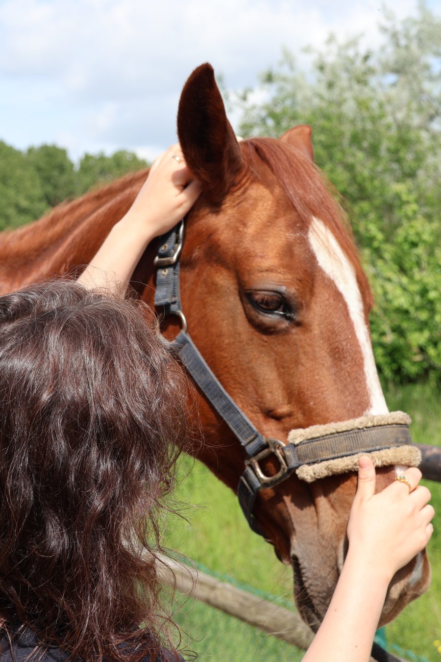 Examen attentif de la tête du cheval
