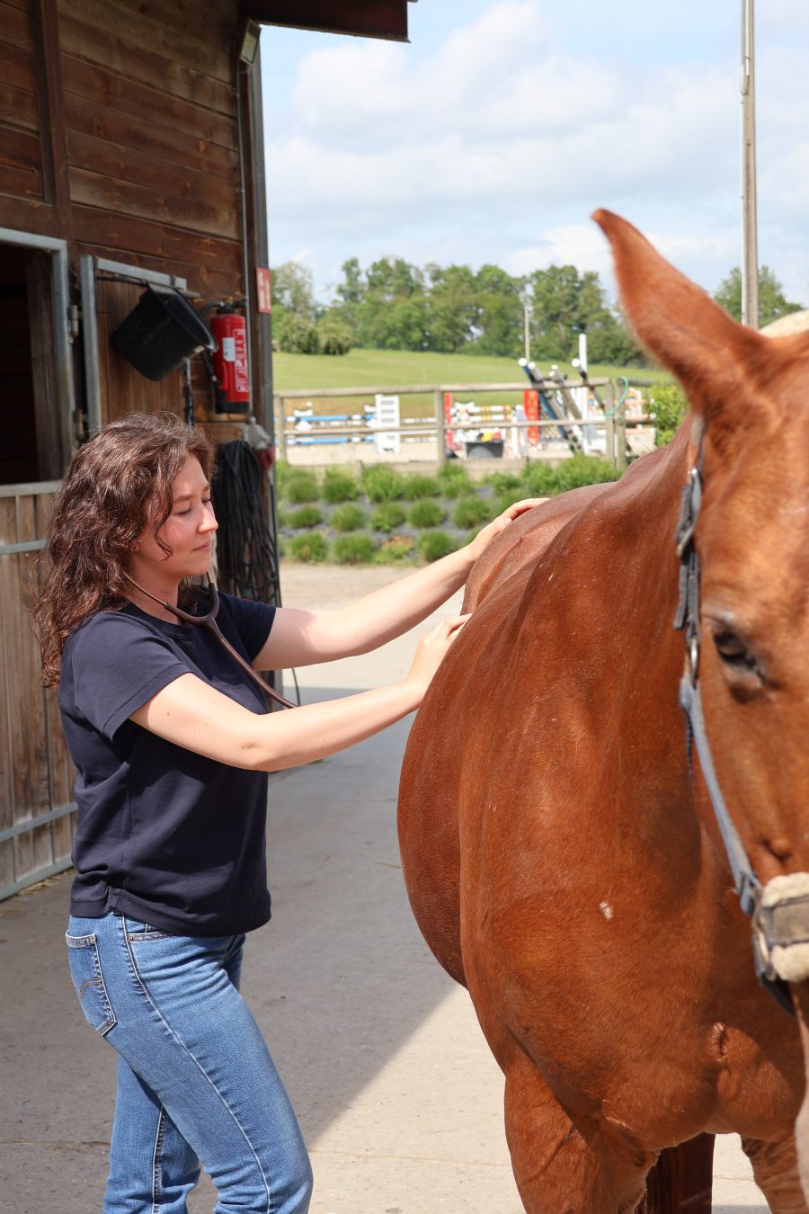 Auscultation d'un cheval au stéthoscope